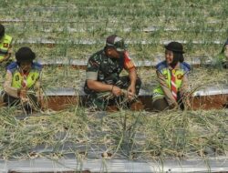 Panen Bawang Di Urban Farming Depok