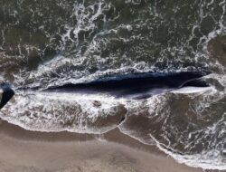 Nelangsa Paus Sirip Muda di Debur Ombak Pantai California