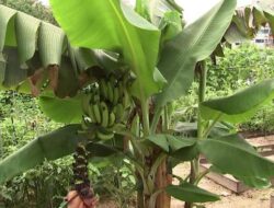 Riang Petani Pisang Korsel di Bali Suhu yang Kian Memanas