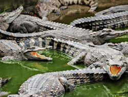 Peternak Thailand Bunuh Ratusan Buaya Miliknya Imbas Topan Yagi