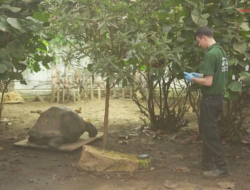 Momen Kura-kura Galapagos di London Jalani Timbang Berat Badan