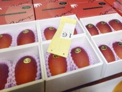 Mangga Miyazaki Termahal di Dunia, Harganya Capai Rp51 Juta per Kg