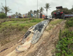 Penampakan Bangkai Anak Ikan Paus Terdampar di Brazil