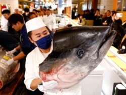 Seekor Ikan Tuna Seberat 276 Kg Laku Rp20 M dalam Lelang di Tokyo