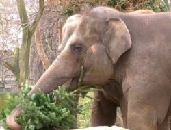 Akhir Tahun Berkelas Gajah-gajah Berlin, Dapat Santapan Spesial