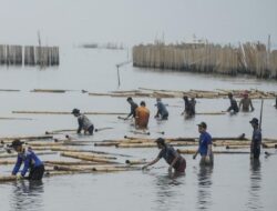Pagar Laut Sisa 1 KM di Kohod Tangerang Dibongkar, Nelayan Ikut Bantu