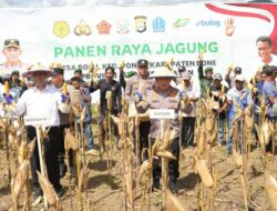 Panen Jagung Serentak Capai 2,54 Juta Ton
