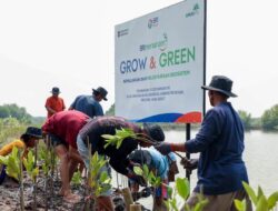 Peringati Hari Mangrove Sedunia, Aksi Nyata BRI Jaga Pesisir