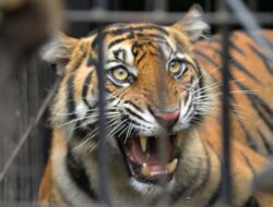 Petani di Lampung Barat Diterkam Harimau, Luka Serius di Kepala