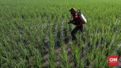 BMKG Prediksi Musim Hujan Maju, Petani Bisa Percepat Masa Tanam