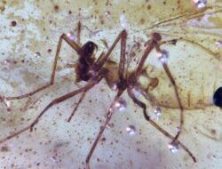 Melihat Amber Berisi Serangga Berusia 112 Juta di Amazon