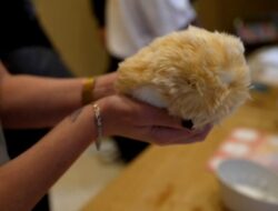 Casio Perkenalkan Robot Berbulu Pengganti Hewan Peliharaan