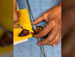 Melihat Operasi Sayap Patah Kupu-kupu Sampai saat ini Bisa Terbang Lagi