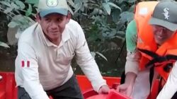 Ribuan Bayi Penyu Taricaya Dilepaskan di Amazon Peru