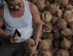 Fluktuasi Harga Kelapa Cekik Usaha Kecil Menengah, Pemerintah Didesak Lakukan Ini