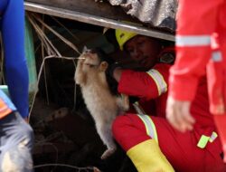 Cinta Salmiati untuk Ratusan Kucing yang Terlupakan Saat Bencana Banjir Datang