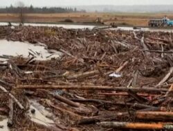 Gelondongan Kayu Penuhi Sungai di Washington AS yang Meluap usai Badai