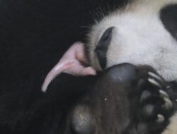 Kapan Bayi Panda ‘Satrio’ di Taman Safari Bogor Bisa Dijumpai Publik?