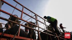 Aksi Massa Ratusan Jagal Bawa Sapi Geruduk DPRD, Tuntut Walkot Surabaya