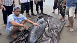 Paus Sperma Terdampar di Pantai Tembles, Dievakuasi ke Penangkaran