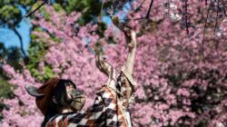 Biaya Trip Musim Sakura Jepang 2026 Turun Sampai saat ini 20 Persen dari 2025