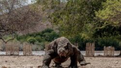 Cuaca Tak Membaik, Penutupan TN Komodo Diperpanjang Sampai sekarang 20 Januari