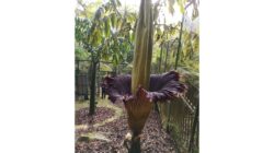 Bunga Bangkai Raksasa Diprediksi Mekar di Kebun Raya Bogor Hari Ini