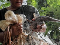 Sekda DKI Minta Dinas Seriusi Kejadian Istimewa Ikan Sapu-sapu di Kali Ciliwung