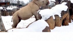 Gemasnya Badak Putih Bermain-main dengan Salju di AS