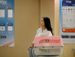 Trend Populer Pet Humanization Dorong Peningkatan Mobilitas Hewan Peliharaan : Okezone Women