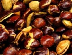 Benarkah Jengkol Mengandung Racun? : Okezone Women