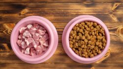Amankah Makanan Hewan Dikonsumsi Manusia saat Keadaan Darurat? Cek Faktanya! : Okezone Women